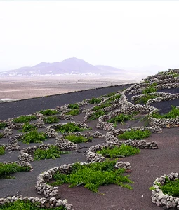 vignobles de l ile des volcans